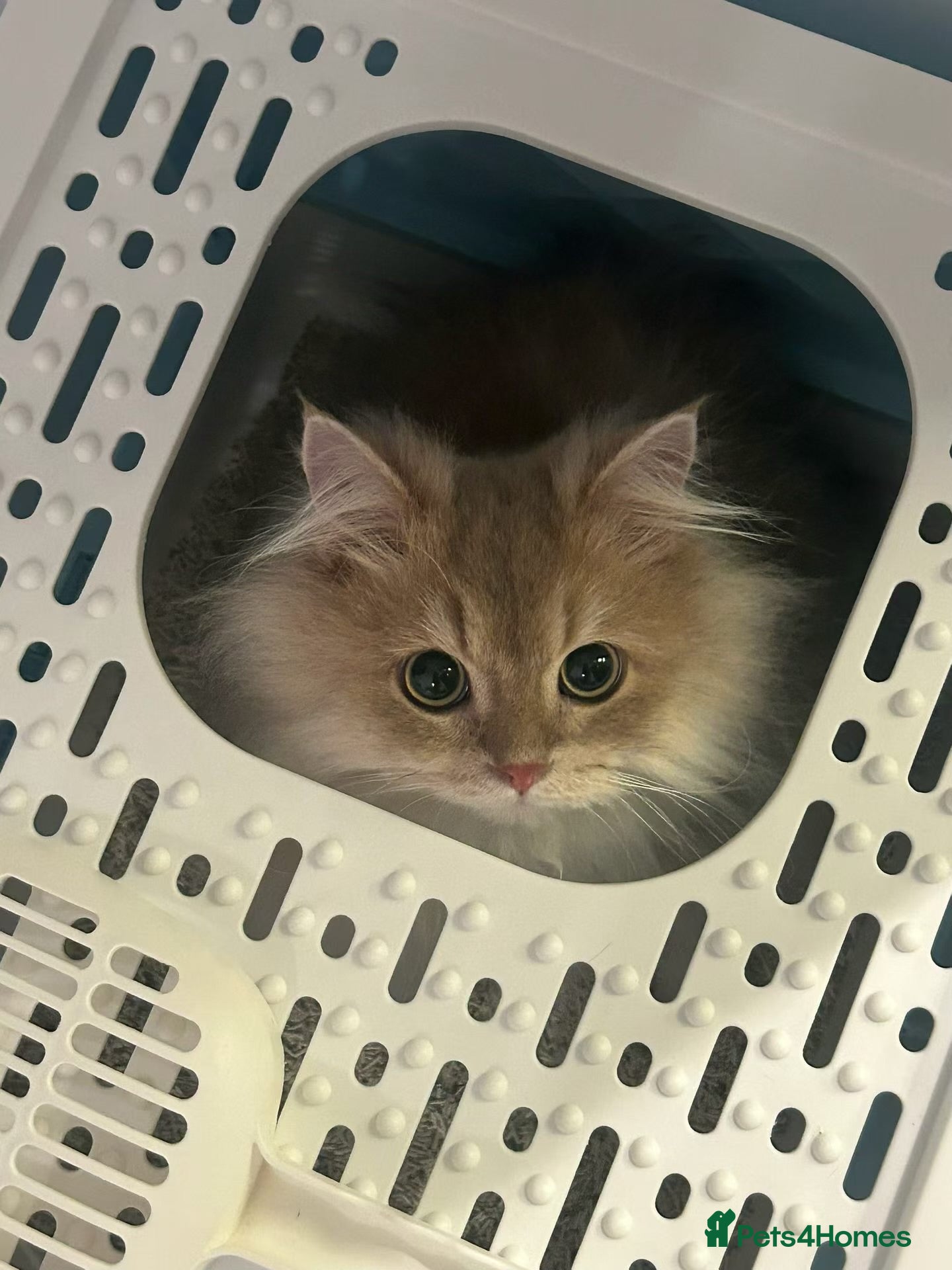 British Longhair cats Beautiful Golden British Shorthair Boy – Neutered - Advert 5