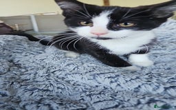 Mixed Breed cats for sale:  🐾 Adorable Kittens Ready for Loving Homes 🐾 - Image 14