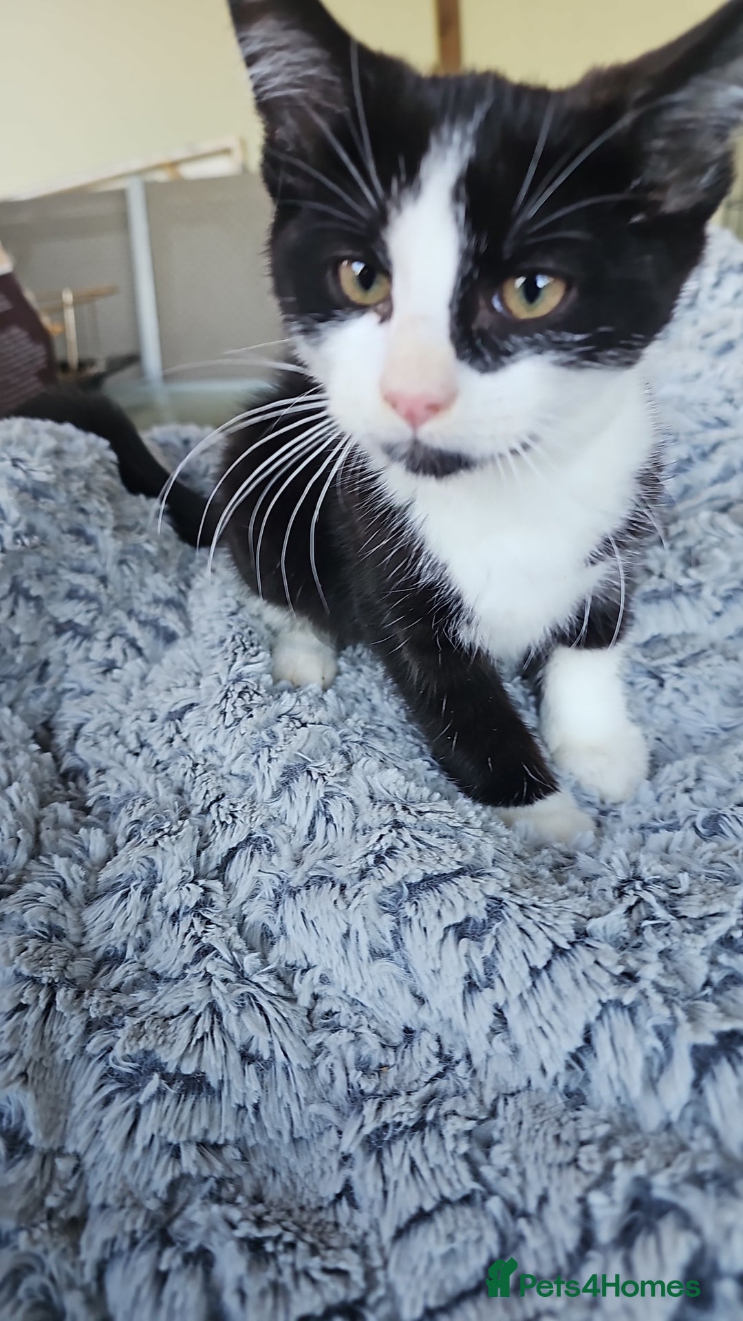 Mixed Breed cats for sale:  🐾 Adorable Kittens Ready for Loving Homes 🐾 - Image 14