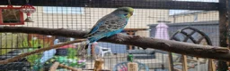 Budgerigars birds for sale: Budgies available 9 weeks old £45 each - Advert 3