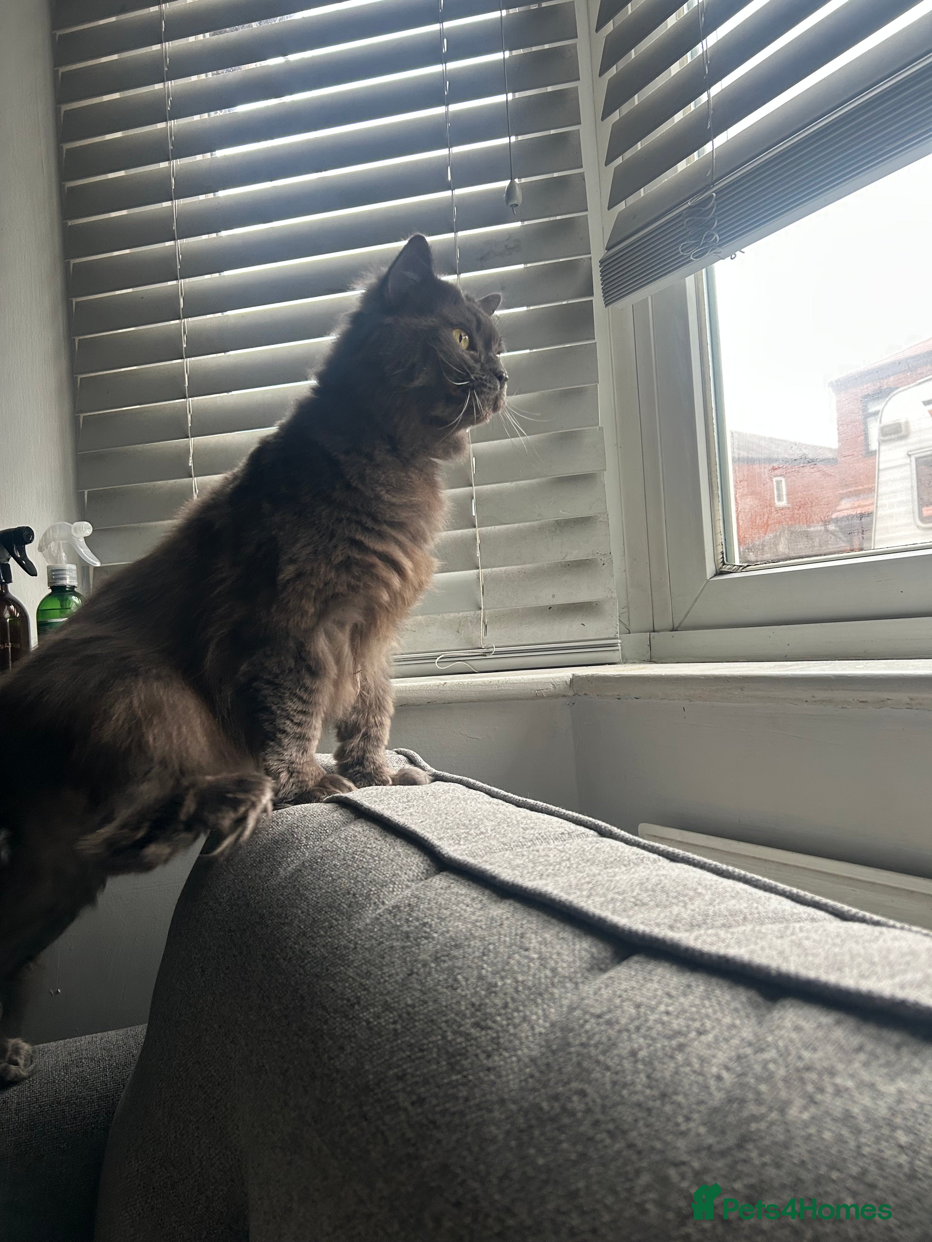 Mixed Breed cats For adoption - Advert 2