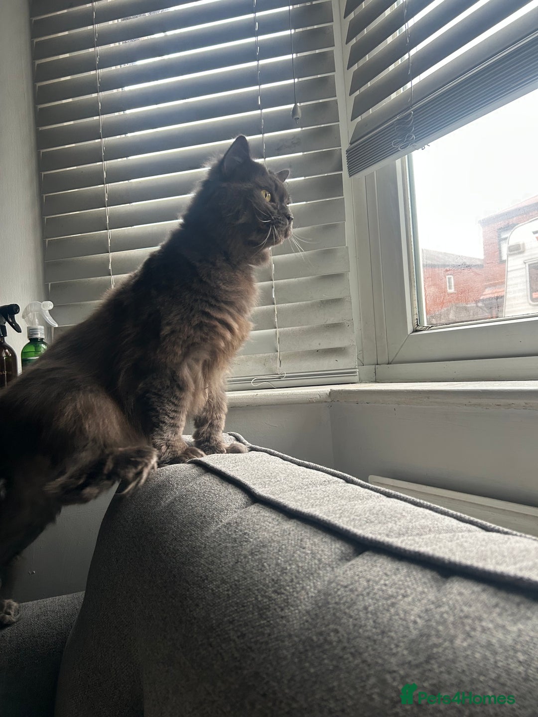 Mixed Breed cats for sale: For adoption - Advert 1