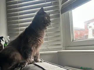 Mixed Breed cats For adoption - Advert 17