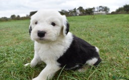 Old English Sheepdog dogs for sale: Stunning Old English Sheepdog Puppies KC Reg - Image 7