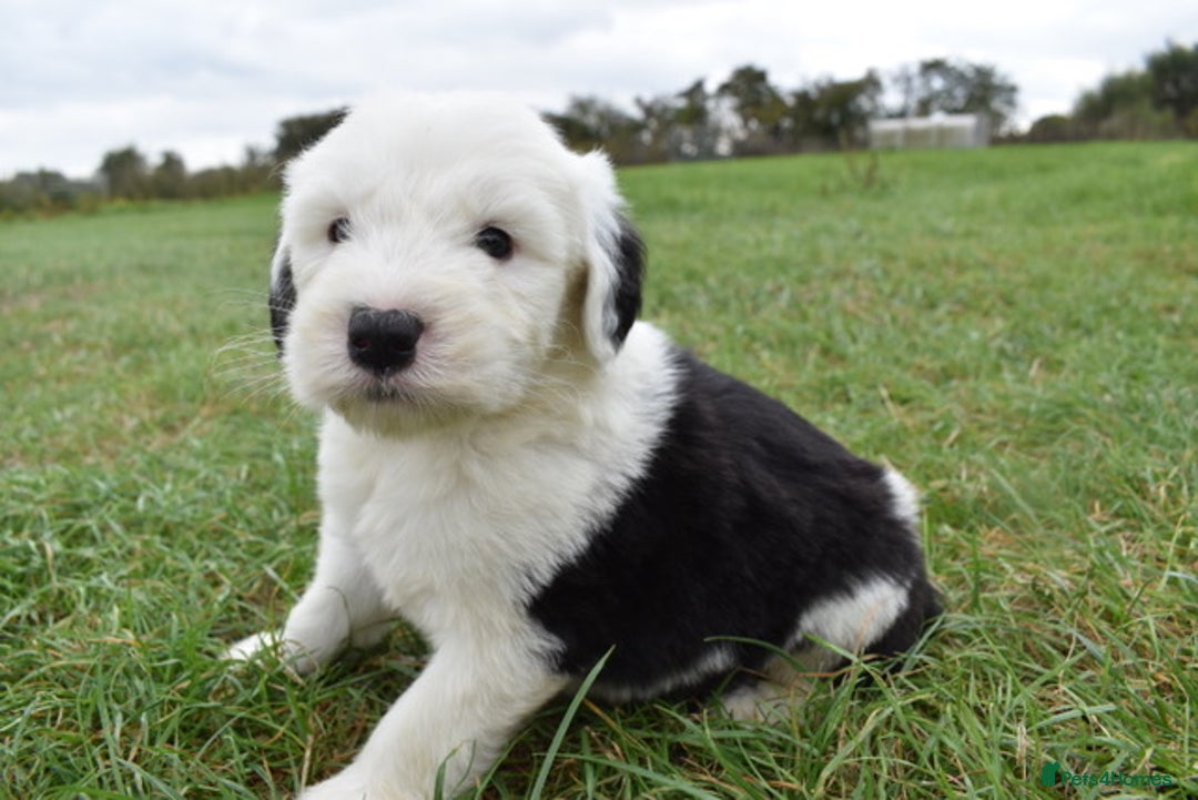 Old English Sheepdog dogs for sale: Stunning Old English Sheepdog Puppies KC Reg - Image 7