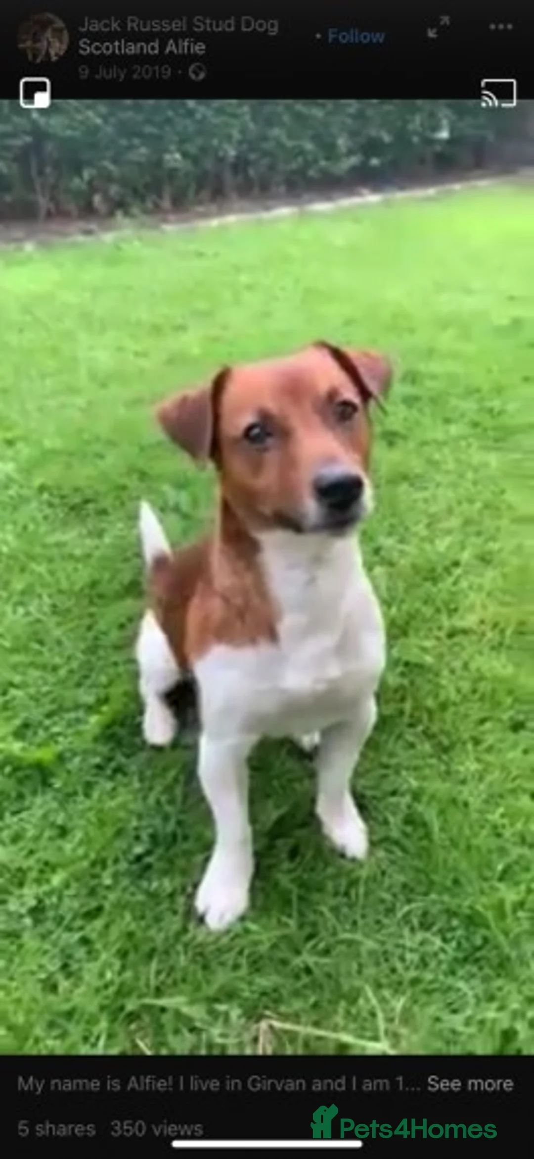 Jack Russell dogs for stud: STUNNING JACK RUSSEL STUD in Mauchline - Advert 7