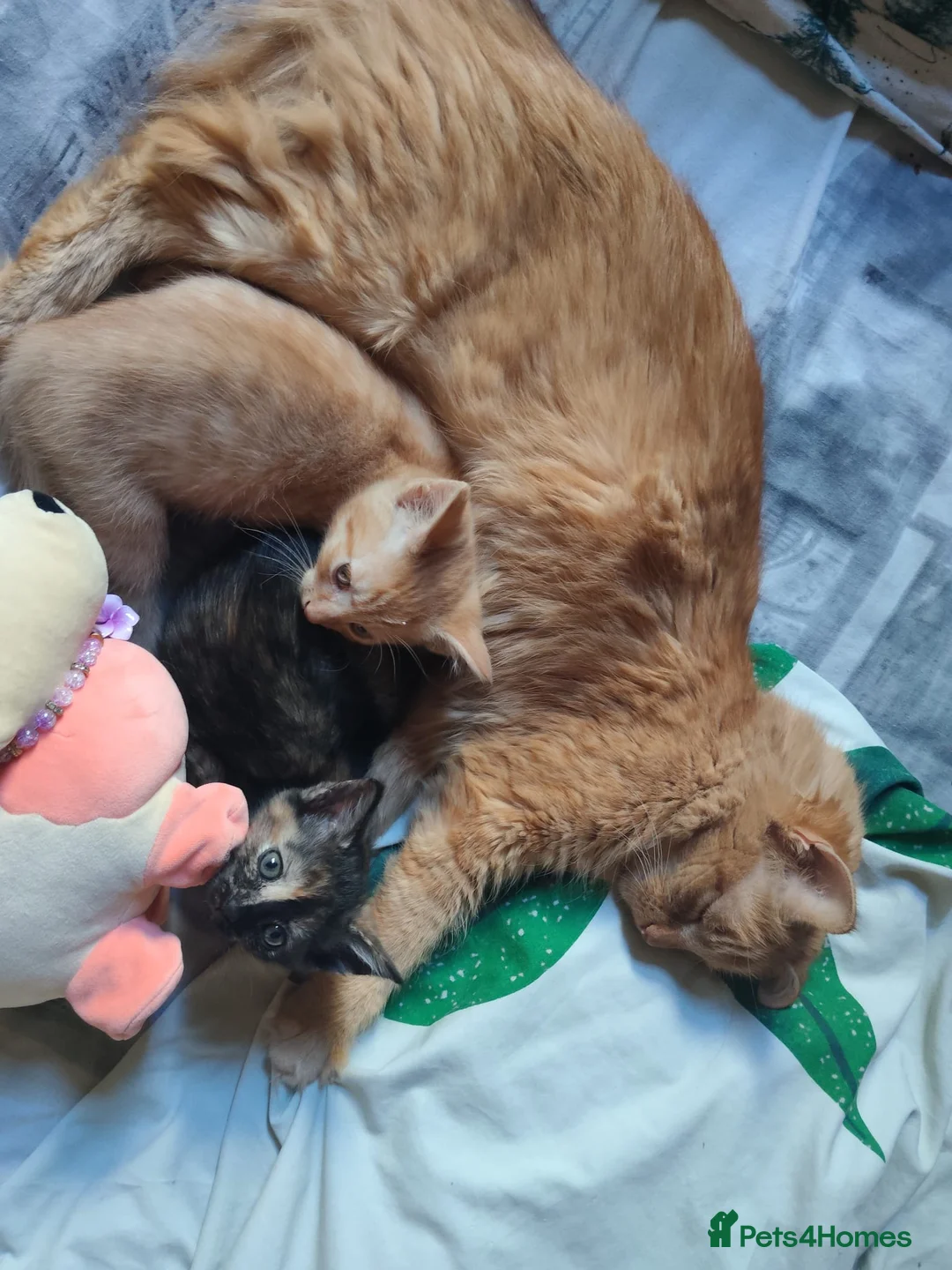 Mixed Breed cats for sale: 2 Somali x siberian cross kittens available now - Advert 2