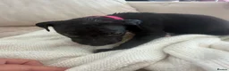 Mixed Breed dogs for sale: Bull hound puppies in London - Advert 19