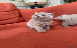 British Shorthair cats for sale: British shorthair kittens  - Image 3