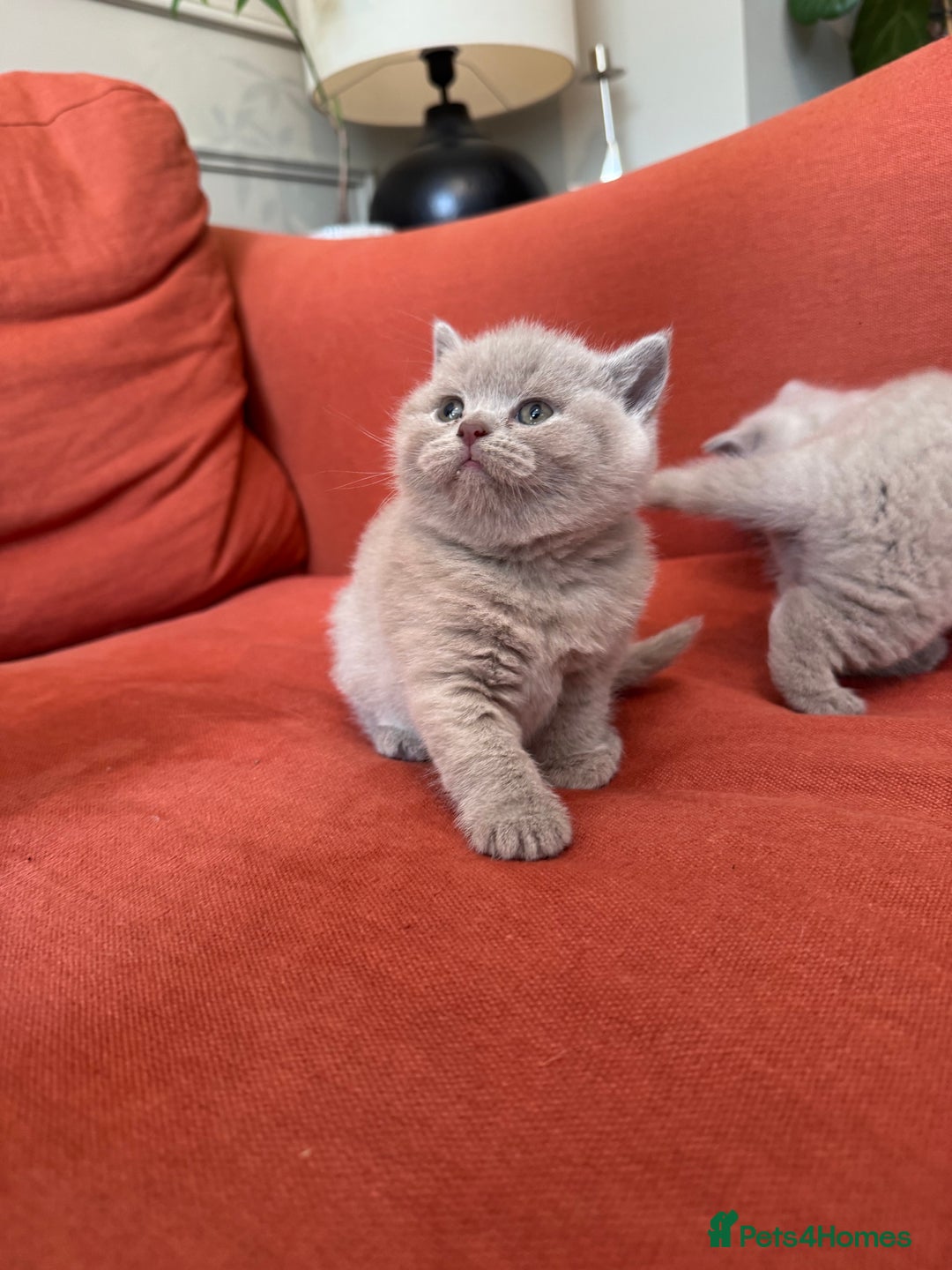 British Shorthair cats for sale: British shorthair kittens  - Image 3