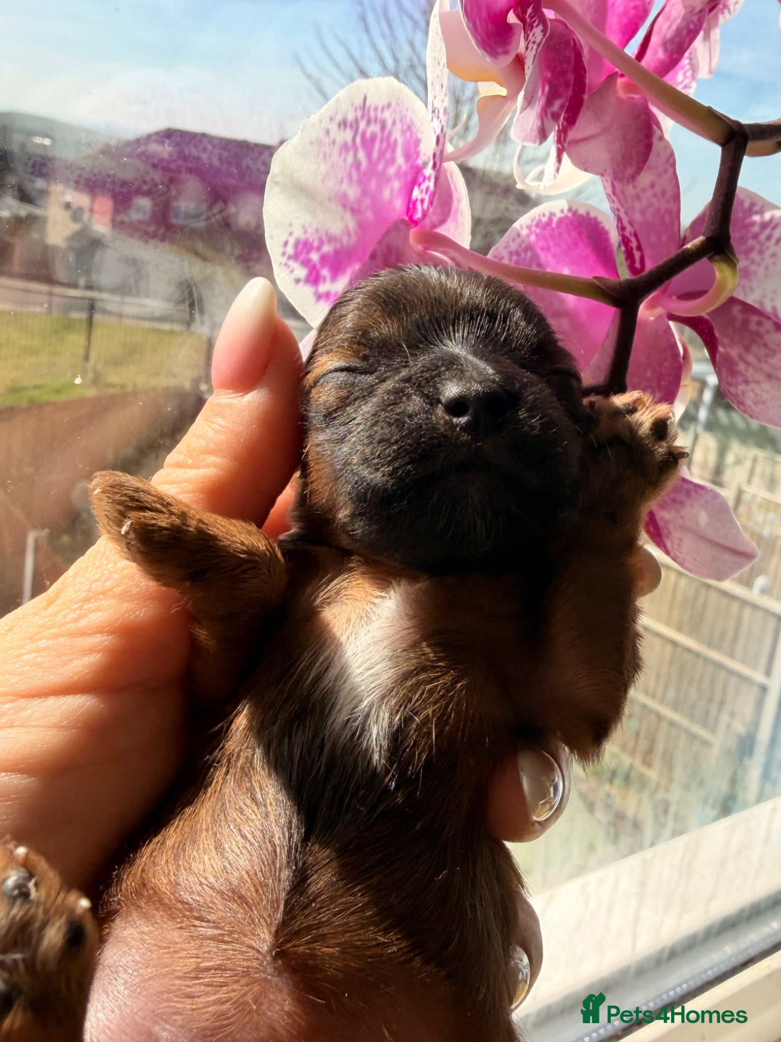 Yorkshire Terrier dogs for sale: Yorkshire terrier  - Advert 5
