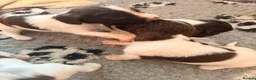 English Springer Spaniel dogs for sale: Pedigree springer spaniel Puppies - Advert 21