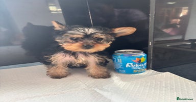 Yorkshire Terrier dogs - Advert 9
