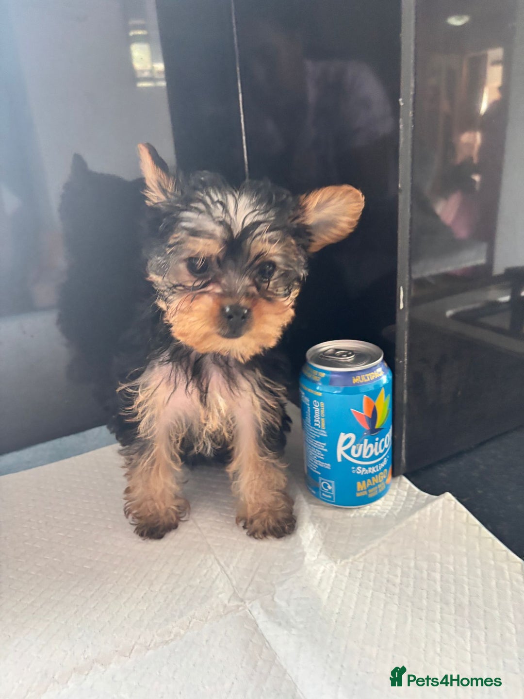 Yorkshire Terrier dogs for sale: Gorgeous Tiny Little Yorkshire terrier Girl - Image 2