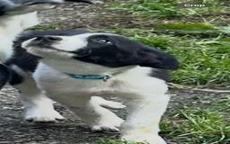 Border Collie dogs for sale: Gorgeous Border Collie pups - Image 24