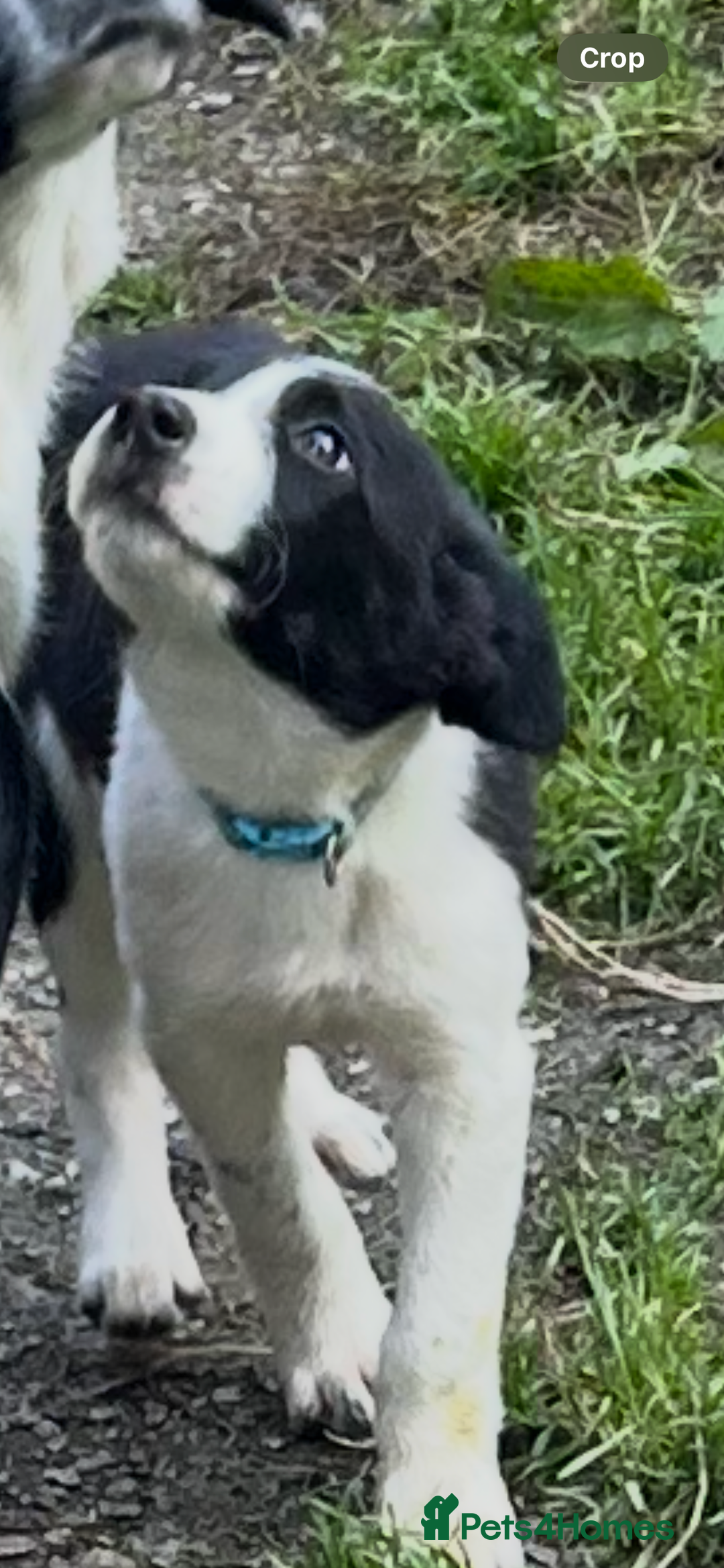 Border Collie dogs for sale: Gorgeous Border Collie pups - Image 24