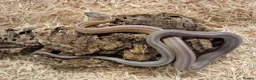 Corn Snake reptiles for sale: Beautiful, Captive-Bred Corn Snakes – DJL Exotics - Advert 16