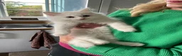 Maine Coon cats for sale: Main Coon X British Shorthair - Advert 3