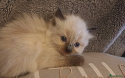 Ragdoll cats for sale: Ragdoll babies very affectionate  - Image 4