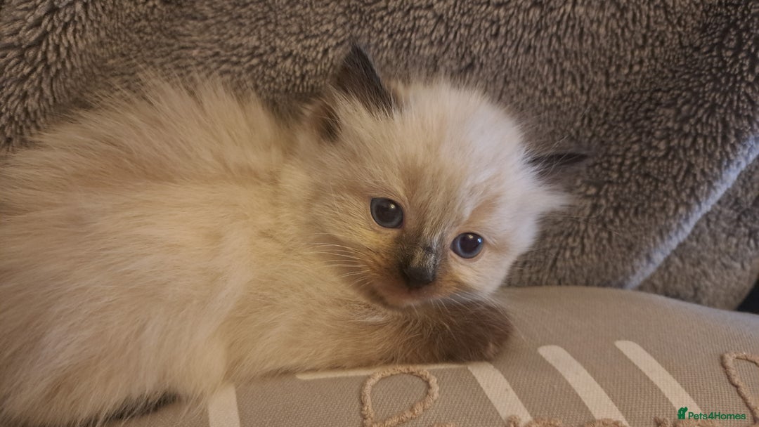Ragdoll cats for sale: Ragdoll babies very affectionate  - Image 4