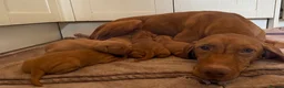 Hungarian Vizsla dogs for sale: Beautiful litter of 5 Vizsla puppies  in Southam - Advert 1