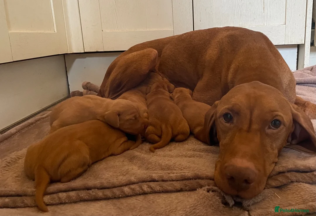 Hungarian Vizsla dogs for sale: Beautiful litter of 5 Vizsla puppies  in Southam - Advert 1