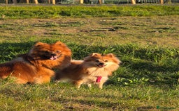 Pomeranian dogs for sale: Gorgeous Pomeranian puppies for sale - Image 18