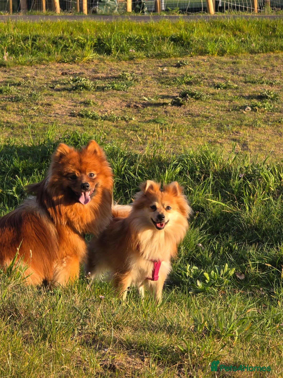 Pomeranian dogs for sale: Gorgeous Pomeranian puppies for sale - Image 18