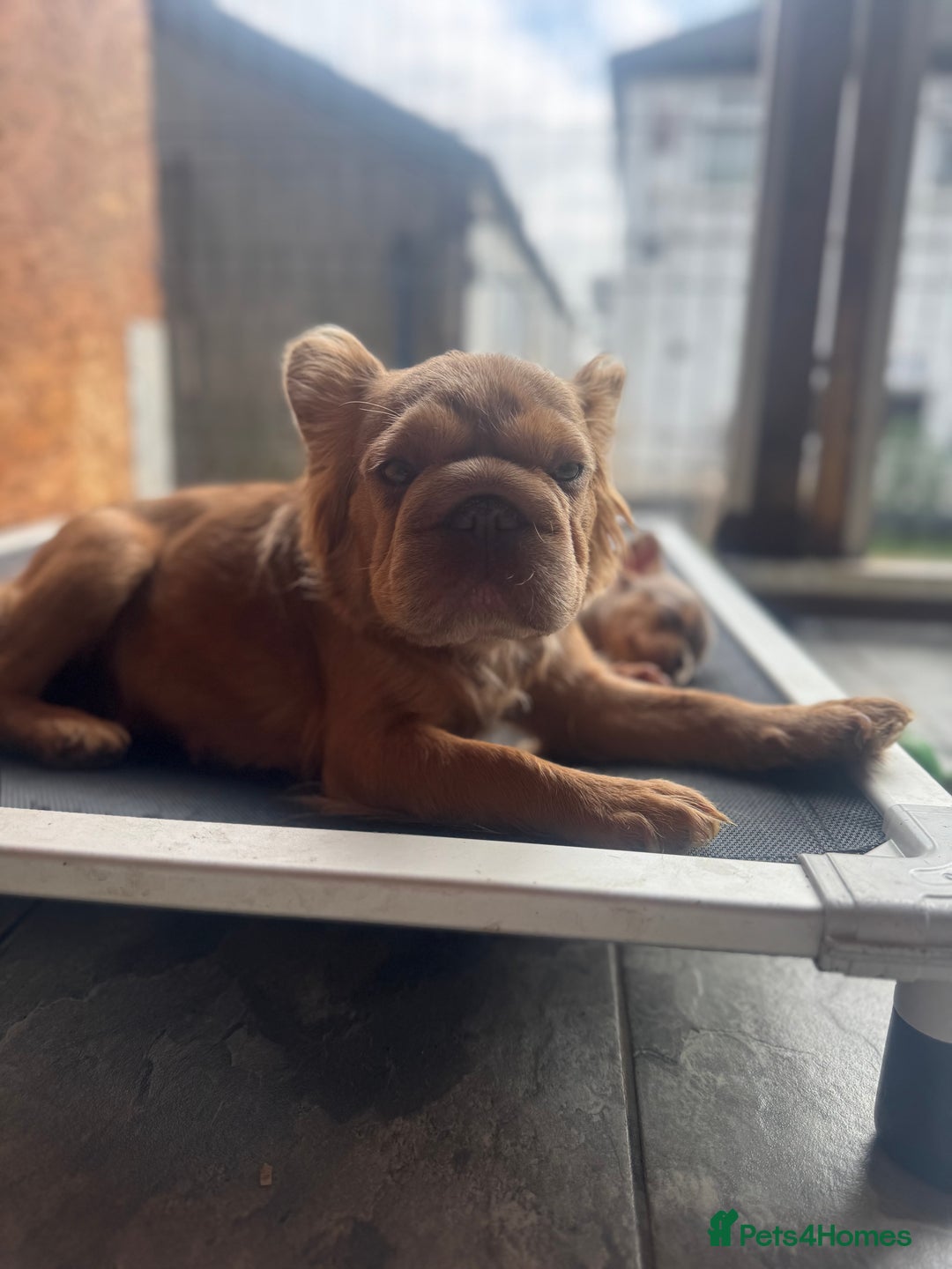 French Bulldog dogs for sale: Fluffy French Bulldogs/DNA Tested Parents  - Image 15