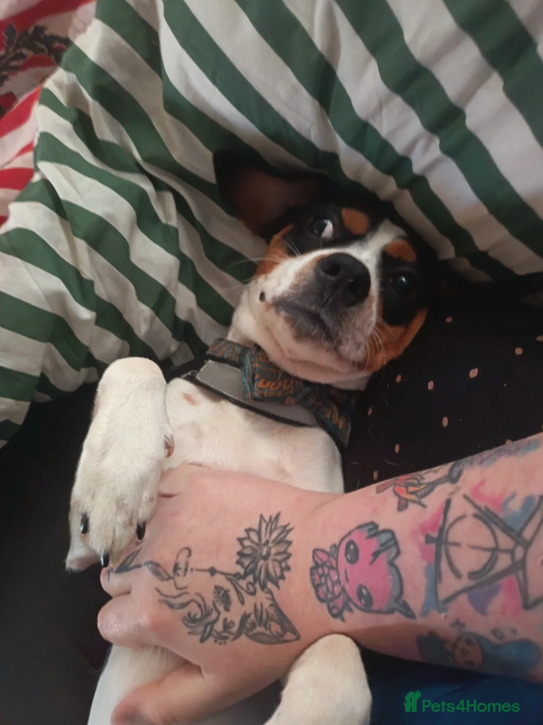 Mixed Breed dogs for sale: Almost 10 month old puppy in Burton-on-Trent - Advert 1