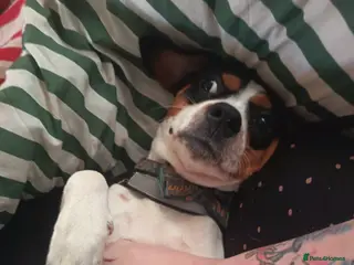 Mixed Breed dogs Almost 10 month old puppy - Advert 1