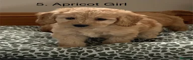 Cockapoo 5