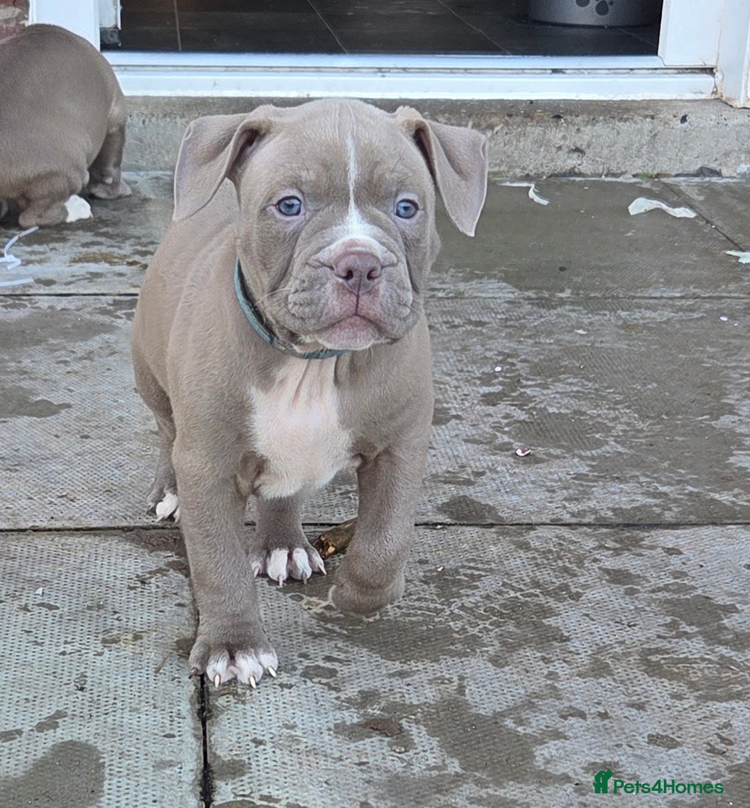 Mixed Breed dogs for sale: Old english bulldog cross american bulldog 😍❤️  - Advert 31