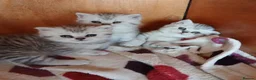 British Shorthair cats for sale: Beautiful British Shorthaired kittens  - Advert 2