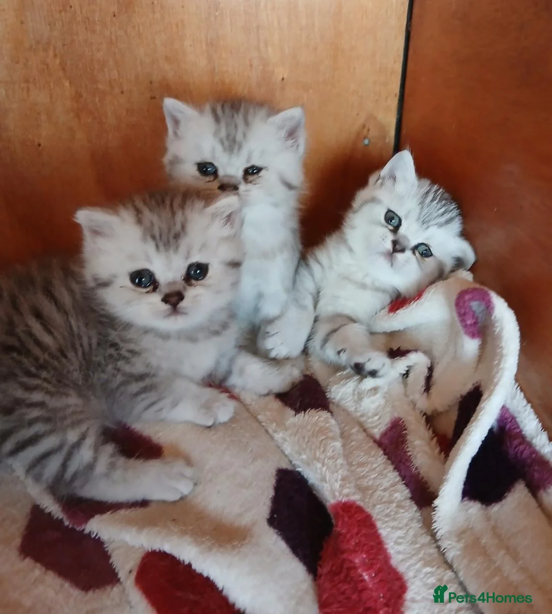 British Shorthair cats for sale: Beautiful British Shorthaired kittens  - Advert 2