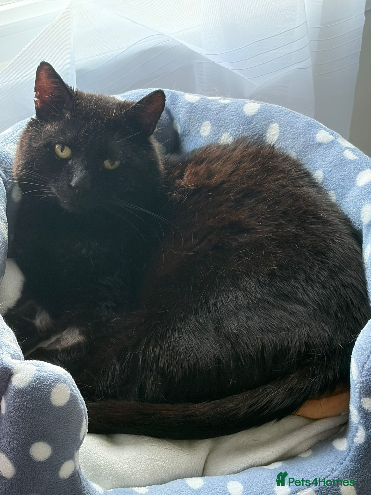 Domestic Shorthair cats Simon, indoor home with large catio or cat garden - Advert 15