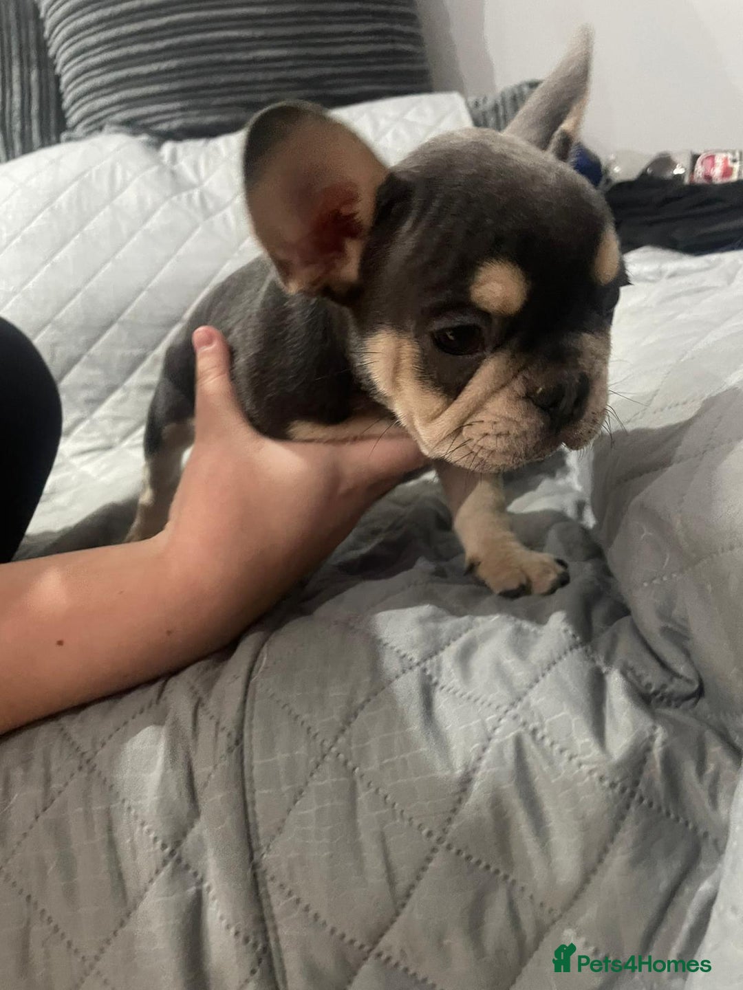 French Bulldog dogs for sale: French Bulldog puppies 10 weeks old - Image 2