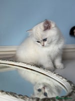 British Shorthair cats Only one BSH Snowwhite girl with blue eyes left 🌟 - Advert 7