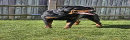 Rottweiler dogs for sale: STUNNING EUROPEAN BLOODLINE ROTTWEILER PUPPIES in Bracknell - Advert 7