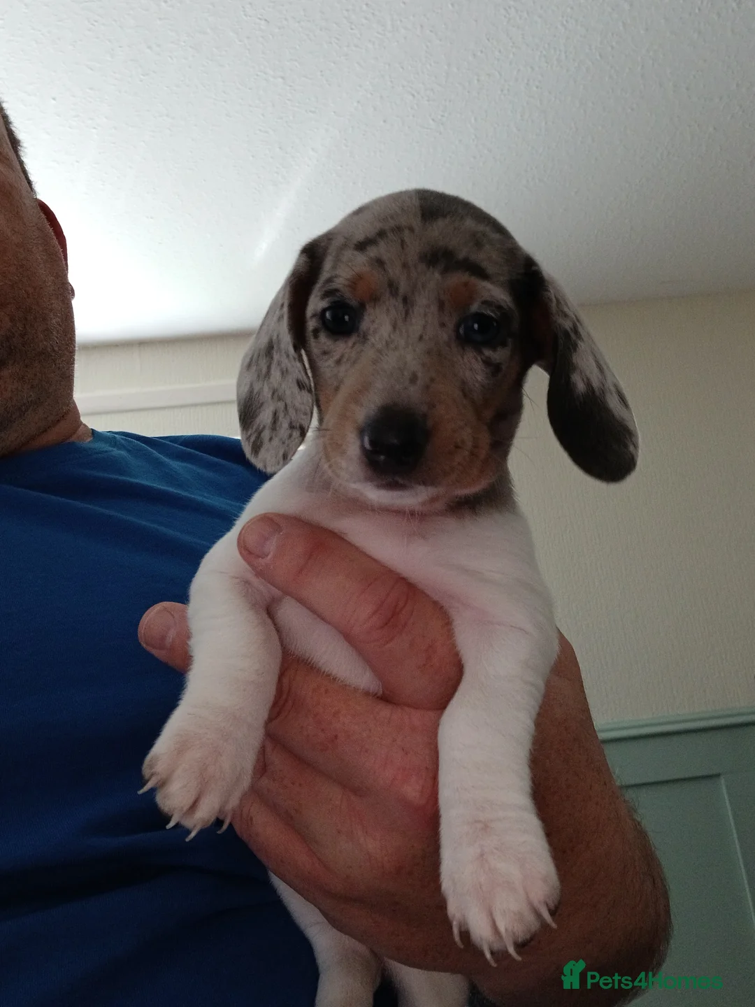 Miniature Dachshund dogs for sale: 2 Beautiful Mini Dachshund Girls - Advert 2