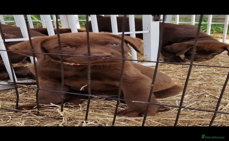 Labrador Retriever dogs - Advert 3