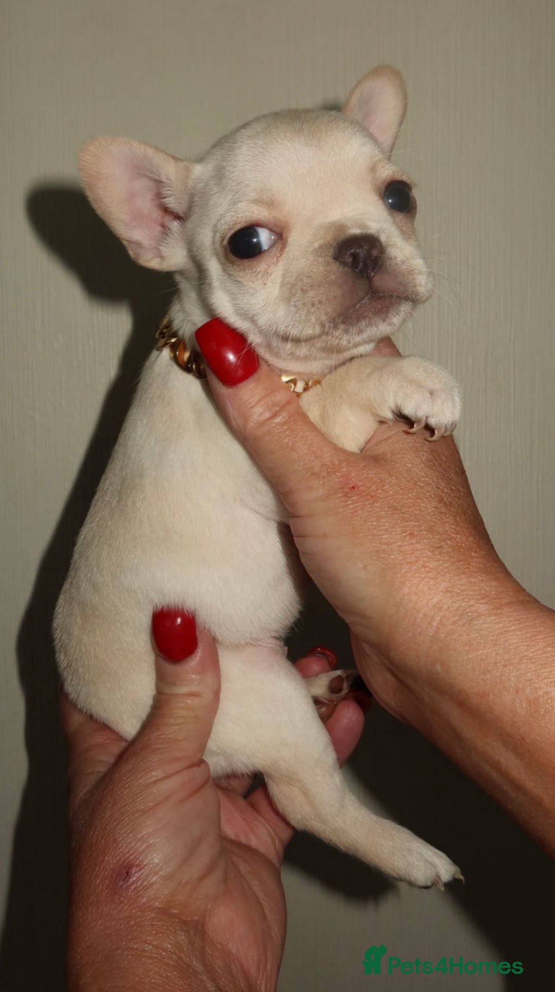 French Bulldog dogs for sale: Reduced! Stunning french bulldogs  - Advert 9