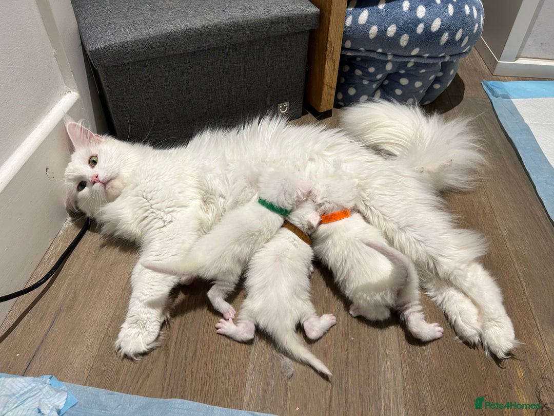 Maine Coon cats for sale: Pedigree TICA Reg Mine coon kittens  - Image 23