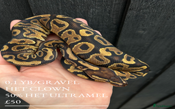 Python Snake reptiles for sale: Royal Pythons stunning morphs  - Image 7