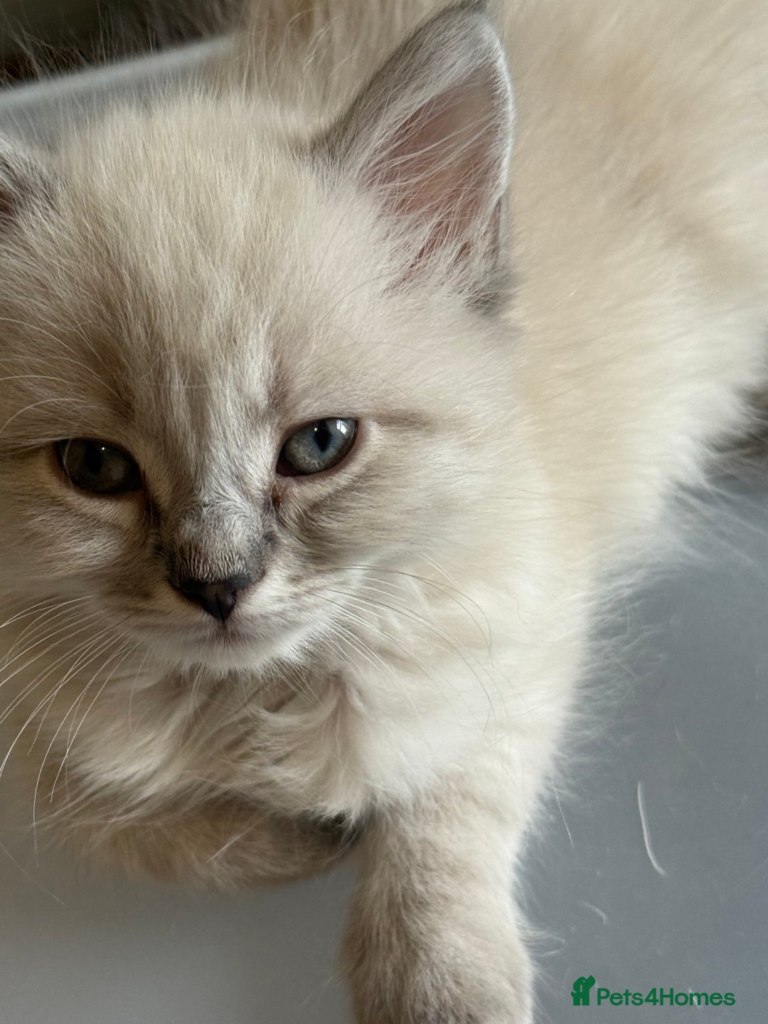 Ragdoll cats for sale: ADORABLE RAGDOLL KITTENS - READY NOW - Image 31
