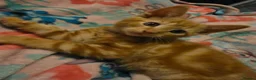 Mixed Breed cats for sale: 7 beautiful kittens - Advert 9