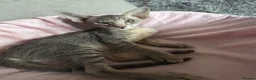 Peterbald cats for sale: Tica registered Peterbald girls  in Maidstone - Advert 13