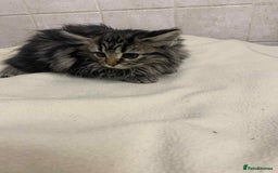 Mixed Breed cats for sale: Beautiful rag doll cross kittens - Image 5