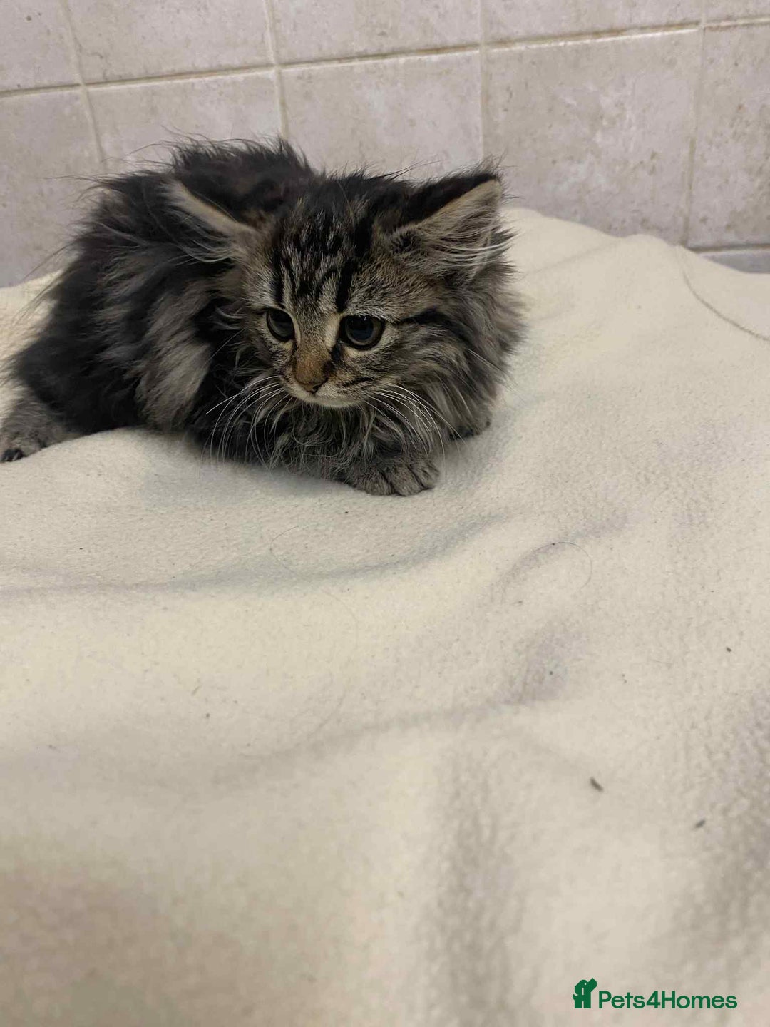 Mixed Breed cats for sale: Beautiful rag doll cross kittens - Image 5