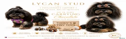 Shih Tzu dogs for stud: Stunning Black and Tan Philippines stud - Advert 4